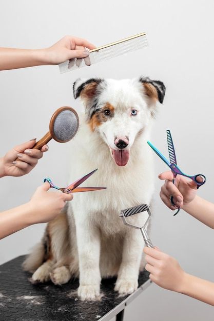 PET GROOMING